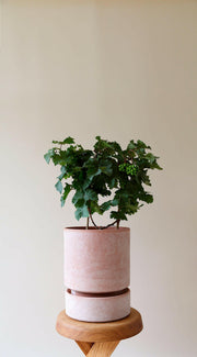 Hoff Raw Collection terracotta pot, 5.5 in-14 cm, showcasing minimalist Scandinavian design with stackable, breathable structure for optimal plant growth. Ideal for plant and design enthusiasts.