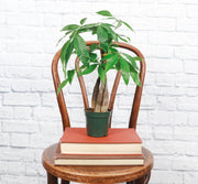 Thorsen's Greenhouse - Money Tree - 4 Live Plant: Braid in a pot displayed on a stack of books on a chair, showcasing its decorative potential.
