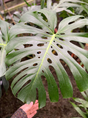 Monstera Deliciosa plant in a 6 pot, showcasing its distinctive fenestrated leaves. Note: Decorative pot not included.