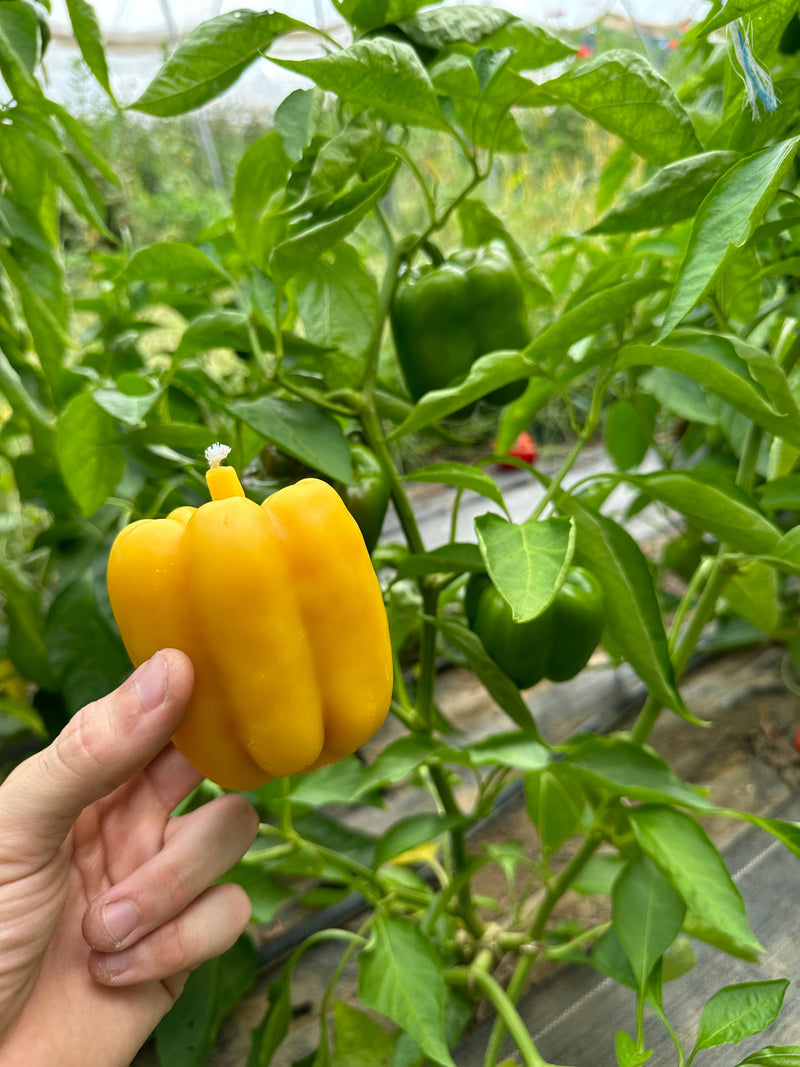 Artifaqt - Bell Pepper Beeswax Candle: Yellow, held in a hand, showcasing its natural beeswax design inspired by fresh produce.