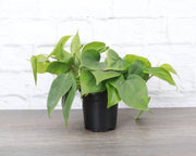 Thorsen's Greenhouse - Heartleaf Philodendron in a black pot on a table, showcasing lush green leaves. Suitable for indirect light, perfect for home decor.