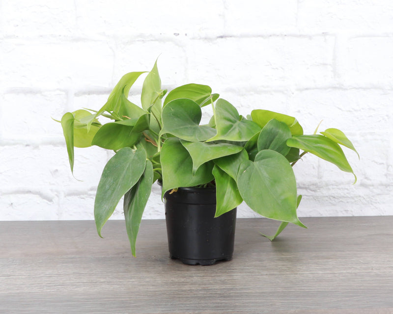 Thorsen's Greenhouse - Heartleaf Philodendron in a black pot on a table, showcasing lush green leaves. Suitable for indirect light, perfect for home decor.
