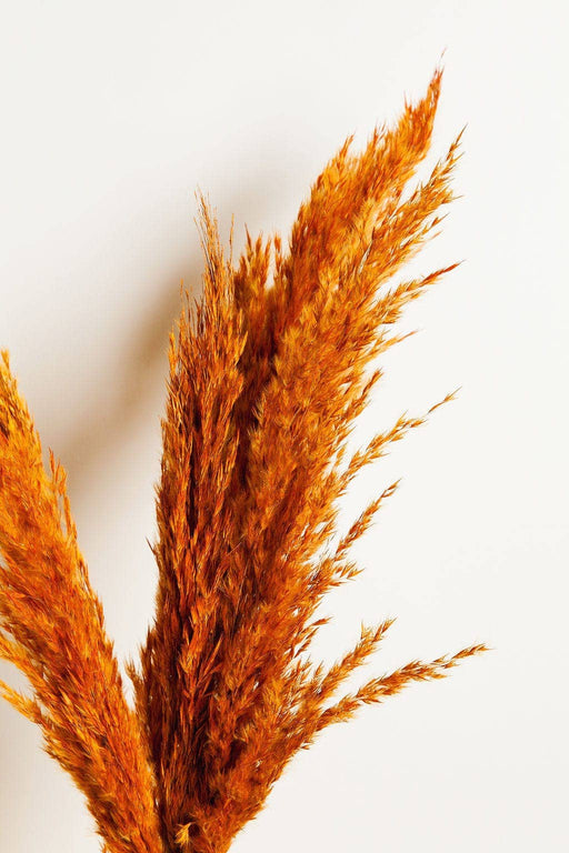 Idlewild Floral Co. - Dried Orange Pampas Grass, featuring fluffy, burnt-orange plumes, ideal for adding a touch of autumn elegance to any space.