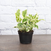 Thorsen's Greenhouse - Pearls and Jade Pothos, a vining houseplant with variegated green and white leaves in a plastic pot, shown on a table.