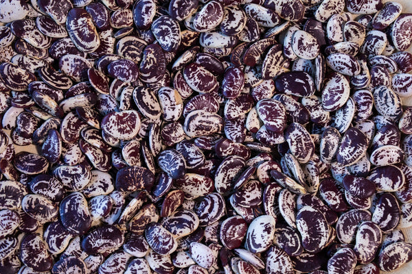 Rancho Gordo | Christmas Lima Bean