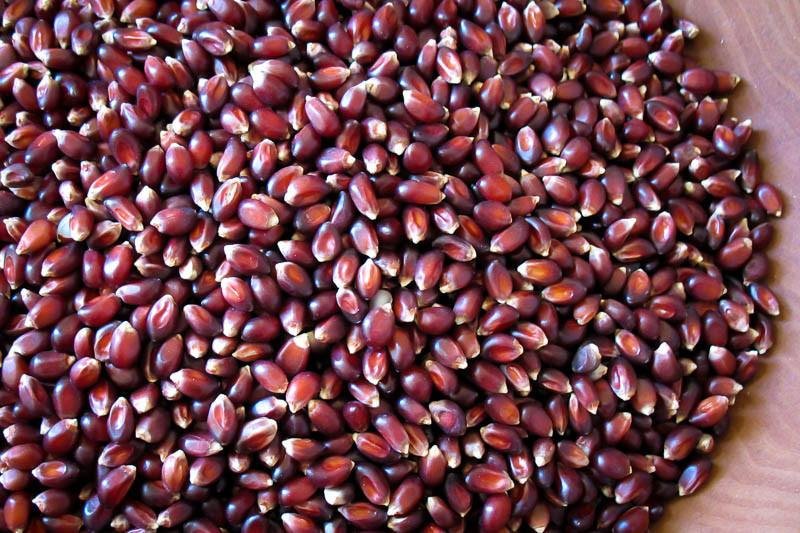 Rancho Gordo | Crimson Popping Corn: A pile of red corn kernels, ideal for traditional or air-popping, offering diverse culinary enjoyment from salt and butter to gourmet toppings.
