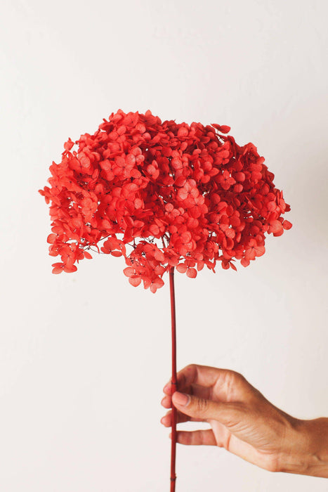 Idlewild Floral Co | Cherry Red Hydrangea Puff.