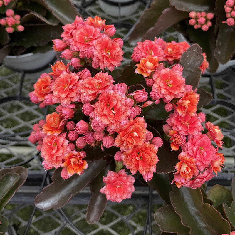 Thorsen's Greenhouse - Flowering Calandiva Kalanchoe in a 4 plastic pot, showcasing vibrant double-petaled pink flowers, ideal for gifting.