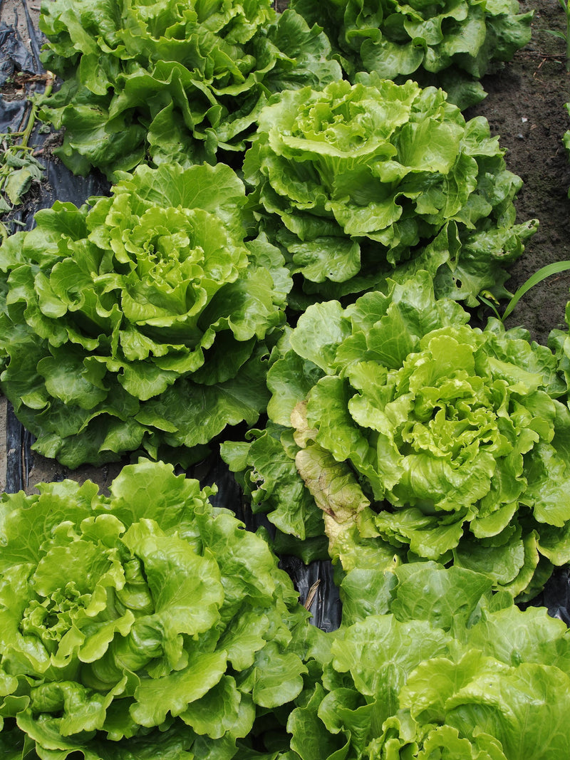 Bentley Seed Co. - Lettuce-Black Seed Simpsons Curled 1885 growing in soil, showcasing fresh, curly heads ready for harvest, ideal for salads and sandwiches.