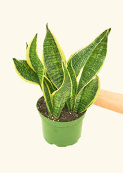 Rooted - Snake Plant 'Laurentii' in a nursery pot, hand-held, showcasing its vibrant green leaves; ideal for home decoration.