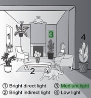 Marble Queen Pothos plant in a 4 pot, depicted in a cartoon-style room illustration, emphasizing its variegated leaves and adaptable care, from Thorsen's Greenhouse.
