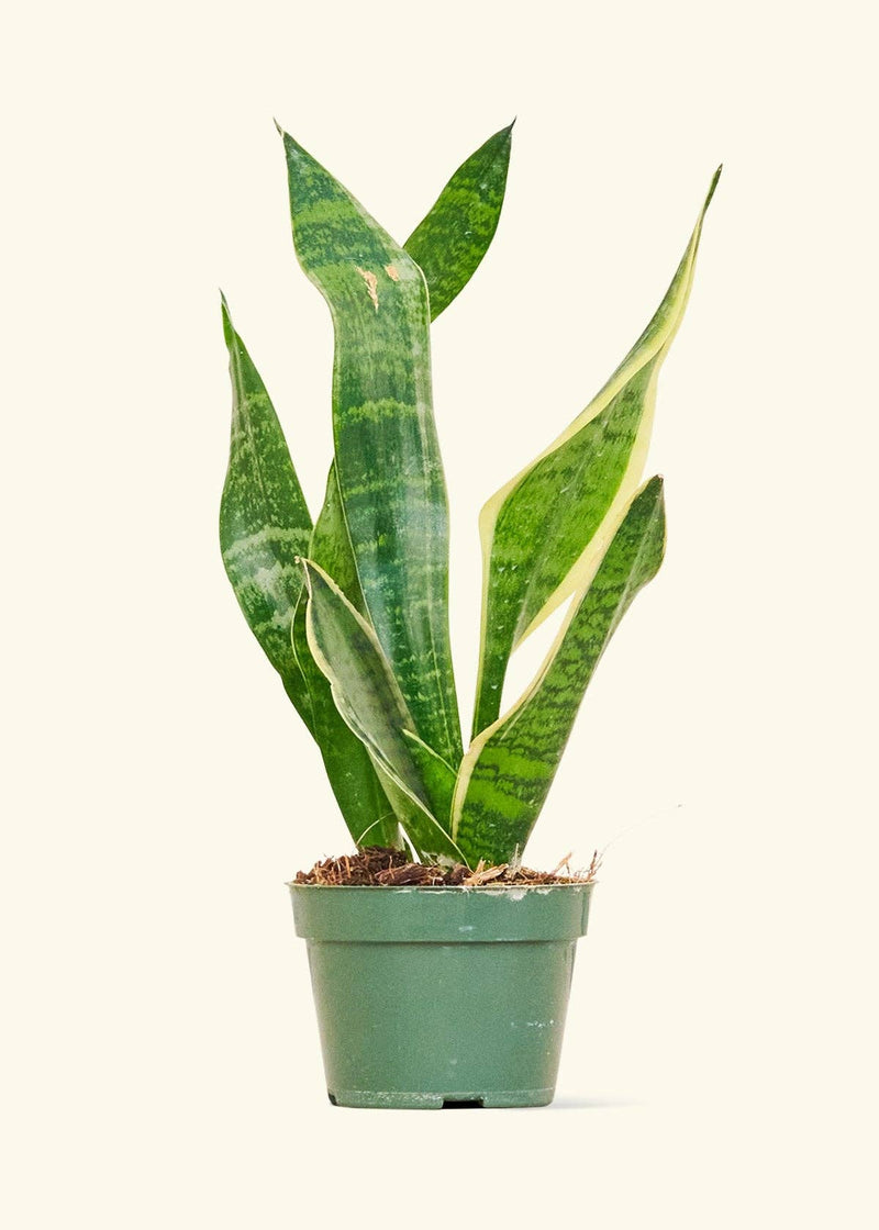 Rooted - Snake Plant 'Laurentii' in a green pot, showcasing lush leaves, perfect for home decor. Arrives in a nursery pot, wrapped in recycled craft paper.