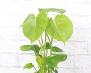 Monstera Deliciosa plant with large, fenestrated leaves in a plastic grower's pot, available from Thorsen's Greenhouse in 4 size.