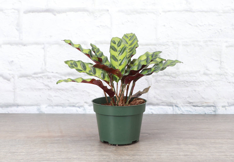 Thorsen's Greenhouse - Calathea Rattlesnake live plant in a 4 pot, showcasing its unique elongated leaves with bright green and purple hues.