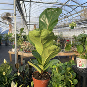 Thorsen's Greenhouse - Fiddle Leaf Fig Plant in a pot, showcased in a greenhouse, highlighting its large, glossy leaves. Available in 4 pot.
