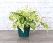 Thorsen's Greenhouse - Marble Queen Pothos Plant in a 4 pot, showcasing its variegated leaves, placed on a table, ideal for new plant enthusiasts.