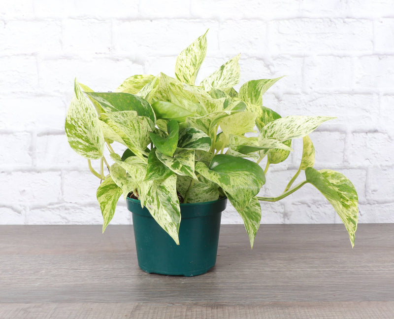 Thorsen's Greenhouse - Marble Queen Pothos Plant in a 4 pot, showcasing its variegated leaves, placed on a table, ideal for new plant enthusiasts.