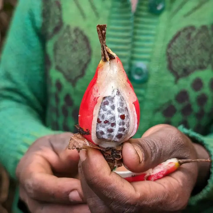 Burlap & Barrel - Berbere - Single Origin Spice & Seasoning Blend nestled beside a peeled tropical fruit pod with black seeds, showcasing its exotic ingredient origins.