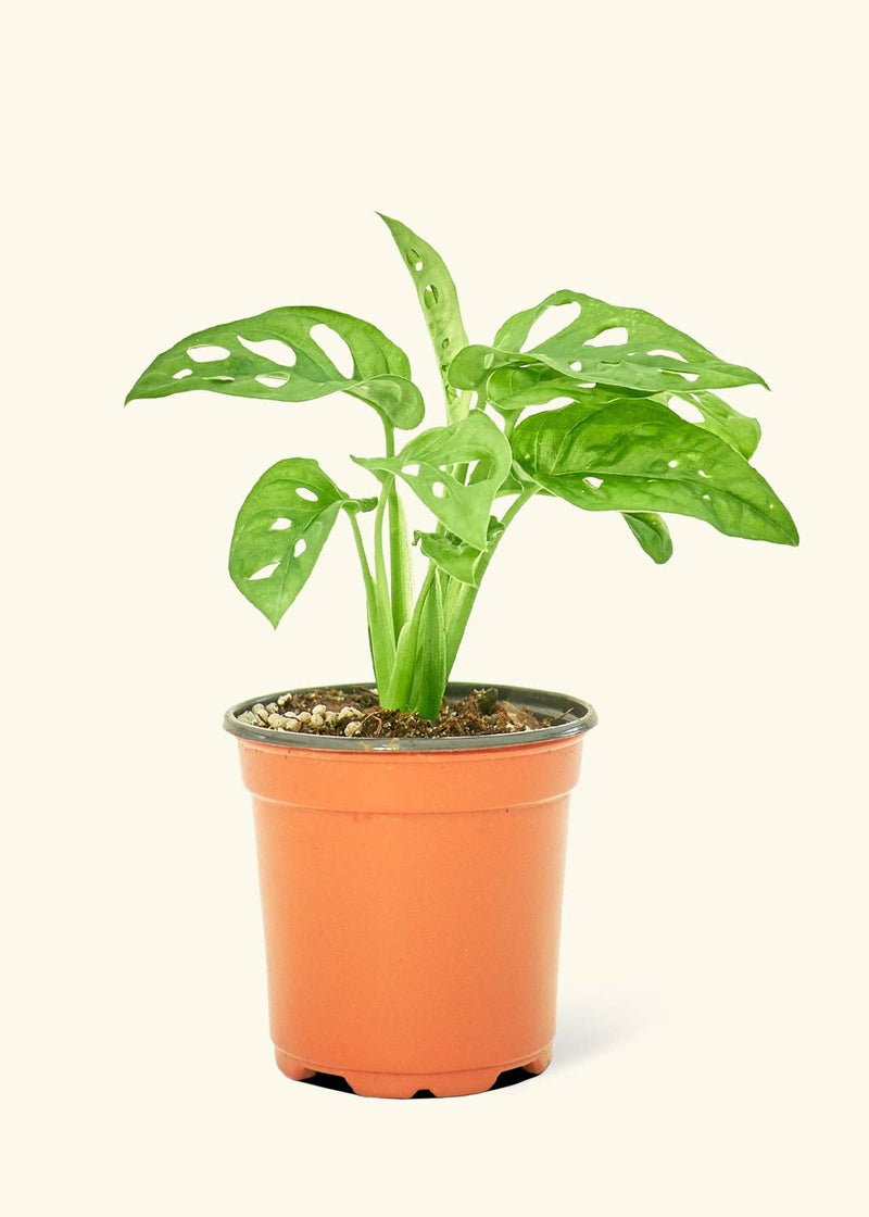 Rooted - Swiss Cheese Vine (Monstera adansonii) in a pot, showcasing its distinctive perforated leaves; homegrown and shipped from central Florida in eco-friendly packaging.
