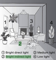 Illustration of a room with a Money Tree plant in a pot, symbolizing good luck and positive energy, part of Thorsen's Greenhouse collection.