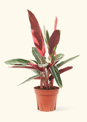 Rooted Stromanthe 'Triostar' plant in a nursery pot, showcasing vibrant red and green leaves, ideal for home decor. Ships from central Florida greenhouse.