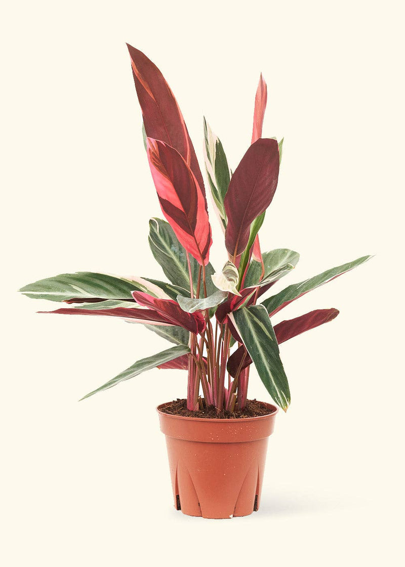 Rooted Stromanthe 'Triostar' plant in a nursery pot, showcasing vibrant red and green leaves, ideal for home decor. Ships from central Florida greenhouse.