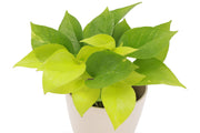 Neon Pothos plant in a 3 pot, showcasing vibrant green leaves, known for its easy care and trailing growth. Ideal for indoor hanging or shelving.