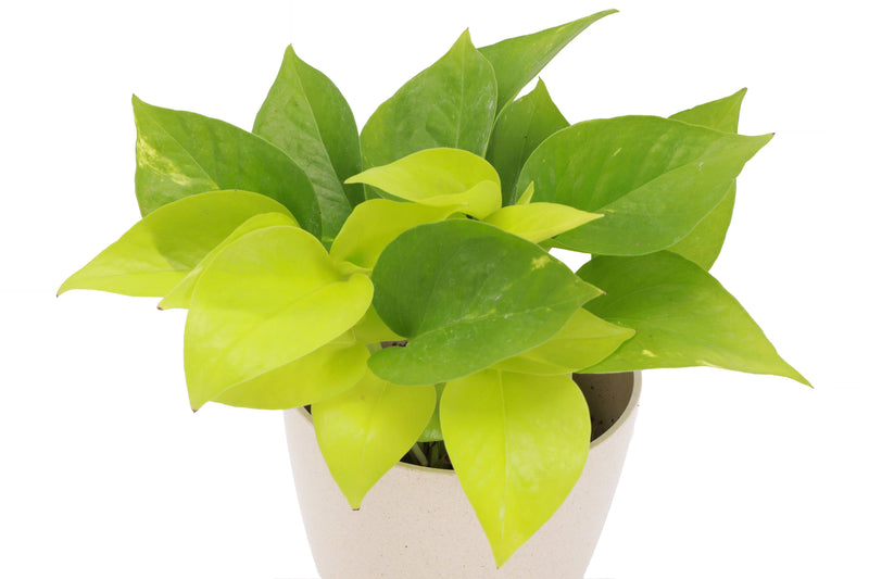 Neon Pothos plant in a 3 pot, showcasing vibrant green leaves, known for its easy care and trailing growth. Ideal for indoor hanging or shelving.