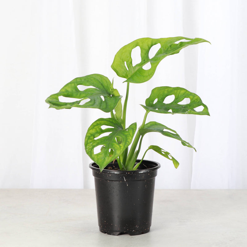 Thorsen's Greenhouse Swiss Cheese Plant, Monstera Adansonii, in a 4 pot, showcasing fenestrated leaves ideal for indoor trailing or vining.