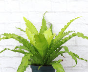 Victoria Bird's-Nest Fern in a 4 pot with vibrant, wavy leaves, perfect for adding greenery to any kitchen space. Safe for pets and easy to care for.
