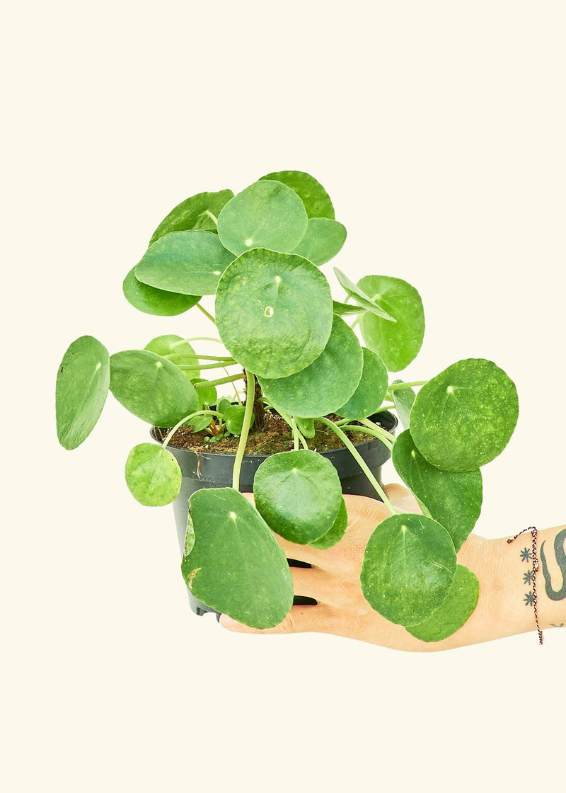 Rooted - Chinese Money Plant in a pot, held by a hand, showcasing its lush leaves, grown in a central Florida greenhouse.
