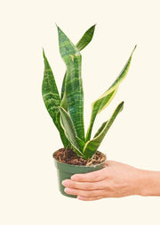 Rooted - Snake Plant 'Laurentii' in a 4 pot, held in a hand, showcasing long green leaves, ideal for home decor and air purification.