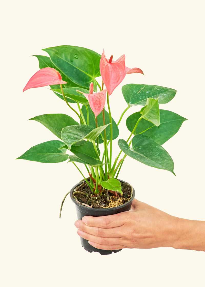 Rooted - Anthurium 'Pink Flamingo' plant in a nursery pot, held by a hand, showcasing lush foliage. Available in 4 or 6 sizes.