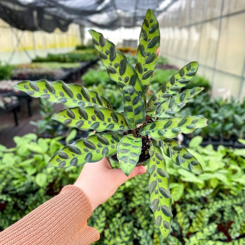 Thorsen's Greenhouse - Calathea Rattlesnake plant in a hand, showcasing its unique elongated leaves, available in a 4 pot.