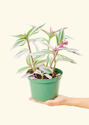 Rooted | Tradescantia 'Nanouk' in a green nursery pot, held in hand, showcasing its vibrant variegated leaves. Perfect for adding greenery to kitchen spaces.