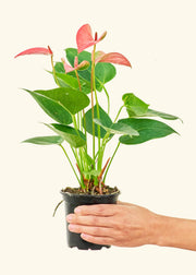 Anthurium 'Pink Flamingo' in a pot, held by a hand, showcasing vibrant leaves. Available in 4 or 6 pot, homegrown in Florida.