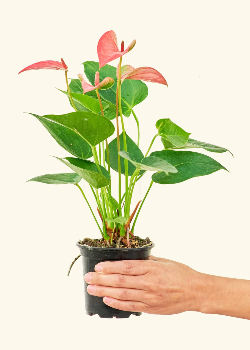 Anthurium 'Pink Flamingo' in a pot, held by a hand, showcasing vibrant leaves. Available in 4 or 6 pot, homegrown in Florida.