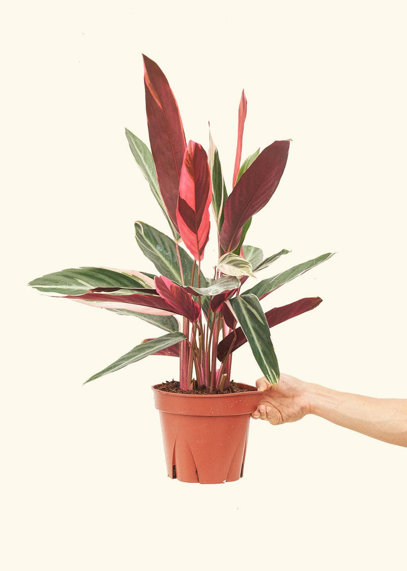 Hand holding a potted Stromanthe 'Triostar' plant, available in 4 or 6 nursery pots, homegrown and ready for shipment from central Florida.