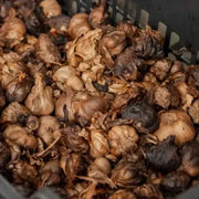 Burlap & Barrel - Black Garlic - Single Origin Spice & Seasoning: Bin of dried, papery-skinned bulbs, resembling garlic cloves, ready for seasoning use in diverse culinary applications.
