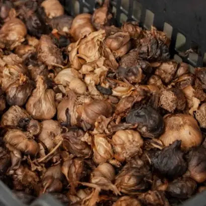 Burlap & Barrel - Black Garlic - Single Origin Spice & Seasoning: Bin of dried, papery-skinned bulbs, resembling garlic cloves, ready for seasoning use in diverse culinary applications.