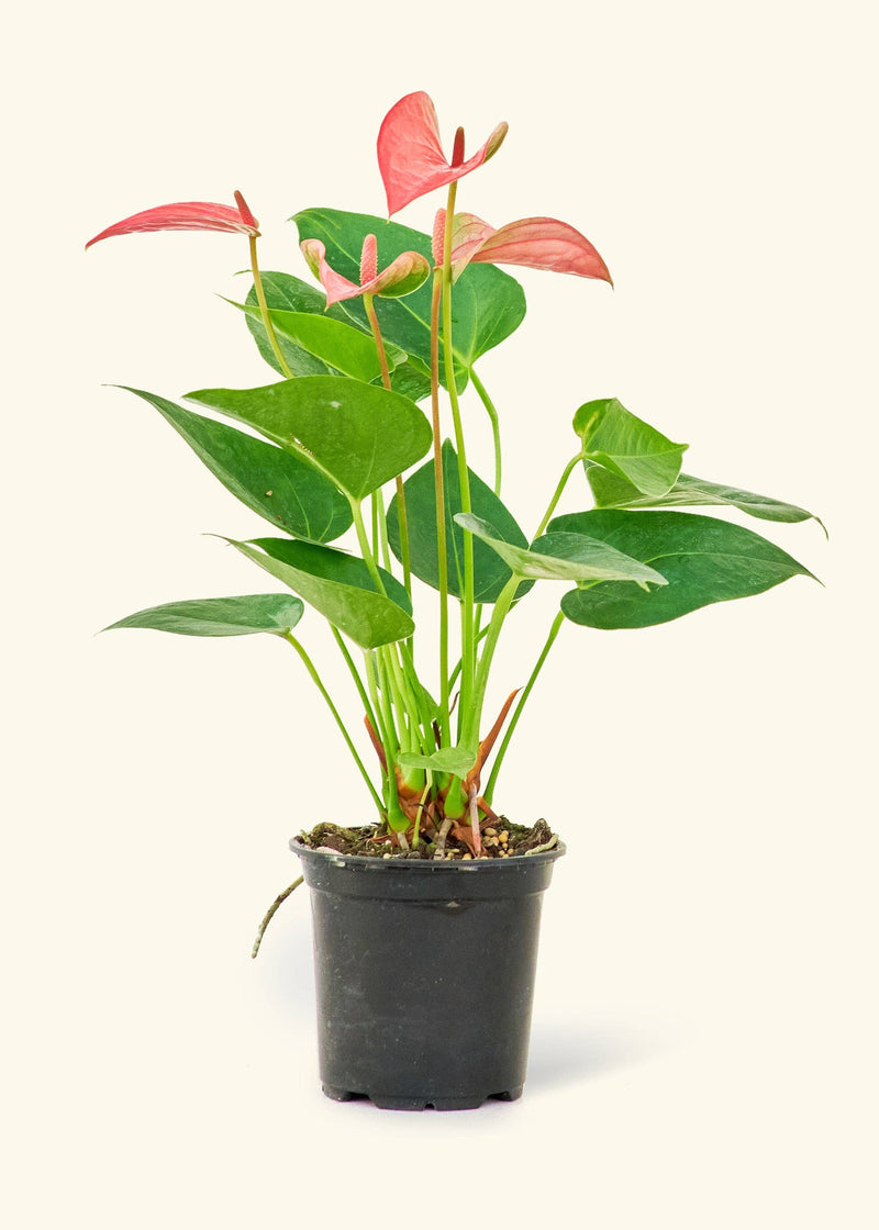 Rooted - Anthurium 'Pink Flamingo' in a pot, showcasing vibrant leaves, homegrown in Florida and shipped with care, available in 4 or 6 sizes.