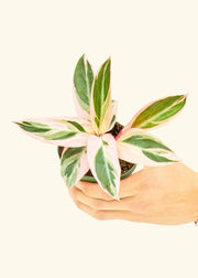 Hand holding a Stromanthe 'Triostar' in a nursery pot, showcasing vibrant leaves, available in 4 or 6 sizes, homegrown in central Florida.