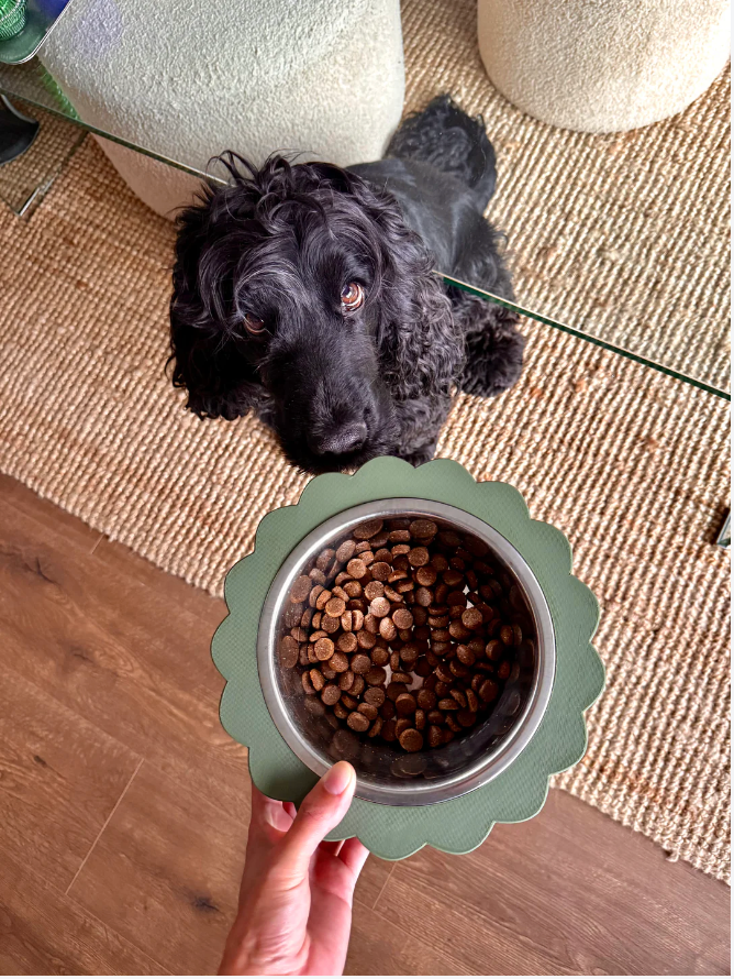 Oscar & co - Dog bowl in the shape of a daisy: Blue / S