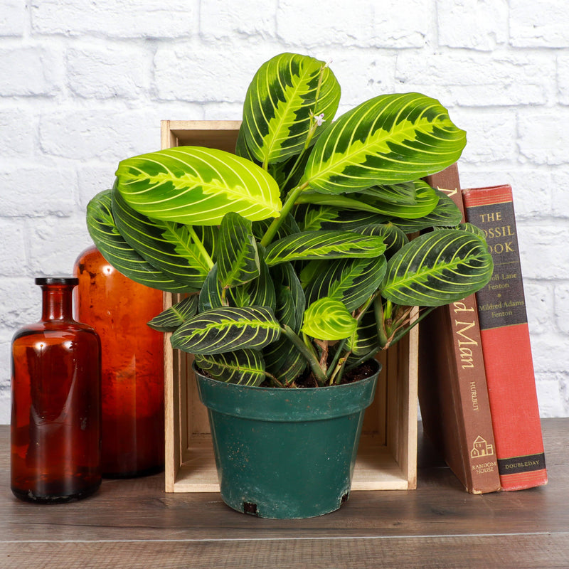 Thorsen's Greenhouse - Lemon Lime Prayer Plant in 4 pot, showcasing vibrant green leaves. Ideal for indoor settings, pet-safe, and perfect for trailing growth.