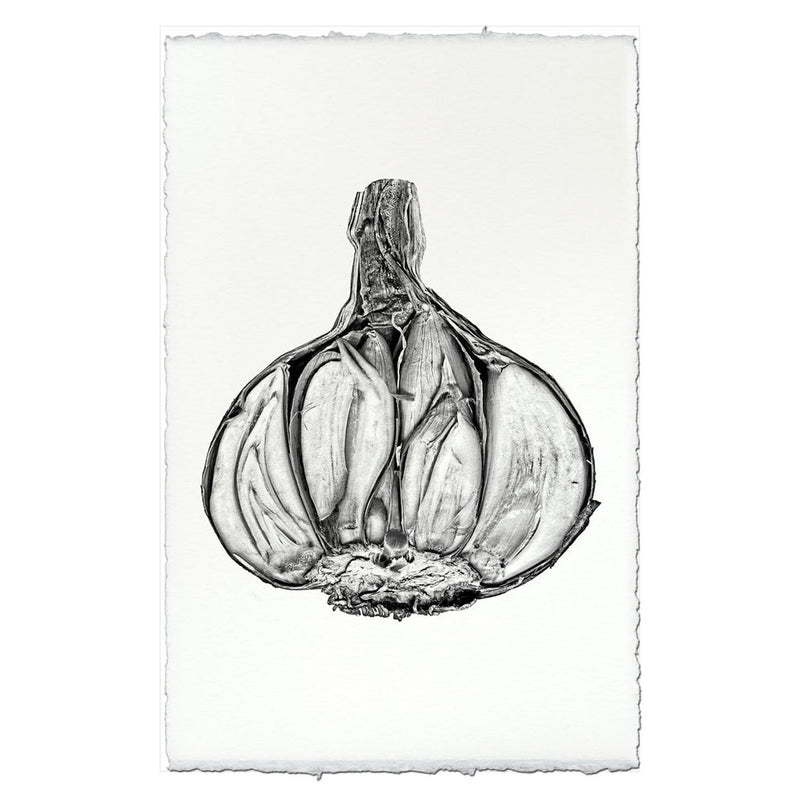 Barloga Studios | Garlic on Nepalese Hand-Made Paper, 9x14 inches