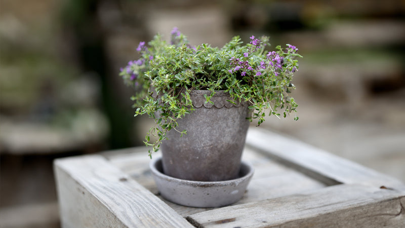 Bergs Potter | Helena Rosa