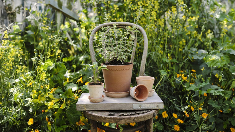 Bergs Potter | Helena Rosa