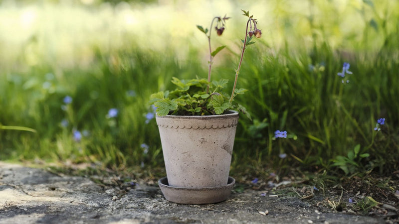 Bergs Potter | Helena Rosa