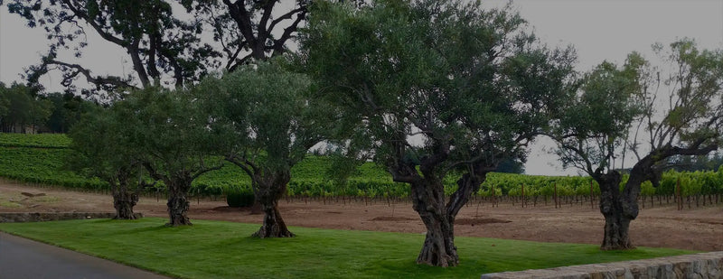Ancient Olive Trees | Balsamic Vinegar