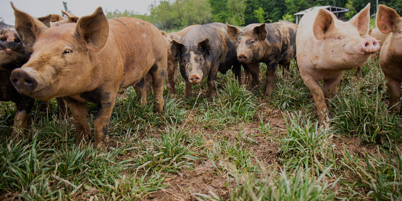 Porter Road Butcher | Cherry Wood Smoked Bacon
